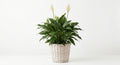 Peace Lily