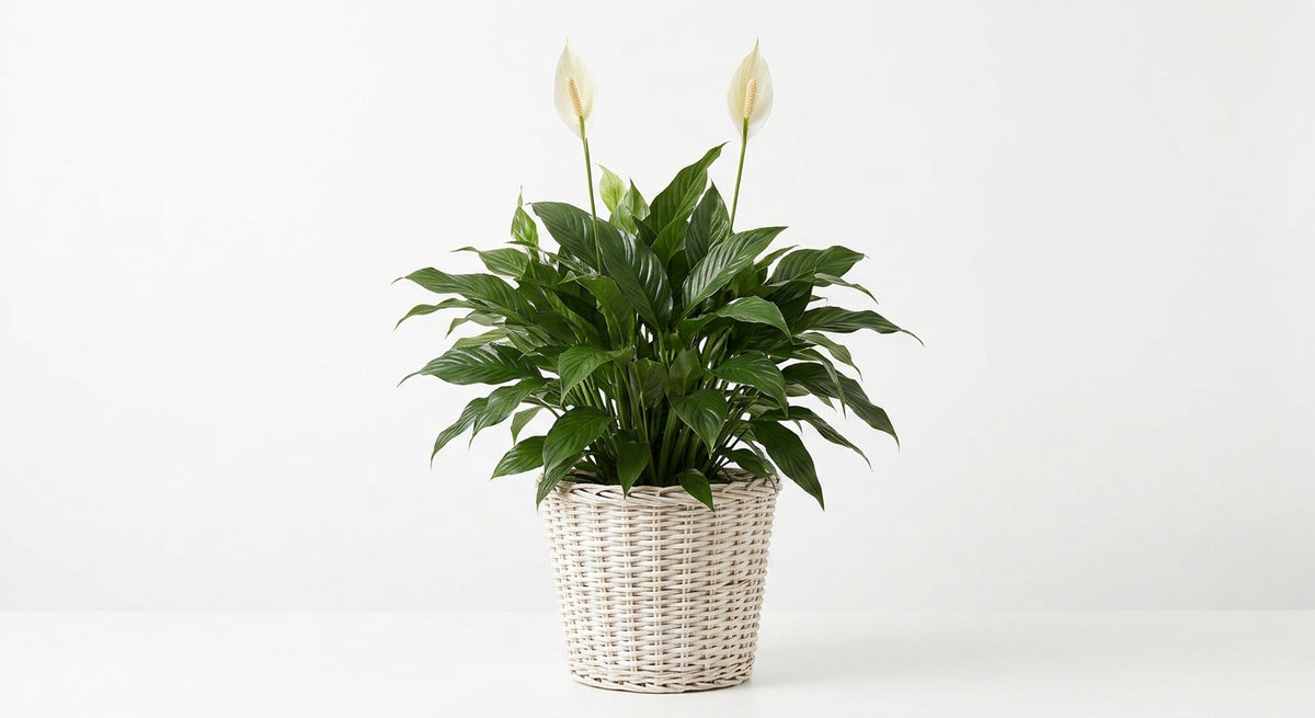 Peace Lily