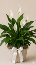 Peace Lily - Symphany Live Plant ($149)